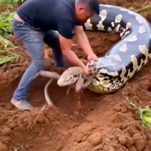 Giant python swallowed small snakes and chased me | My.kingdom
