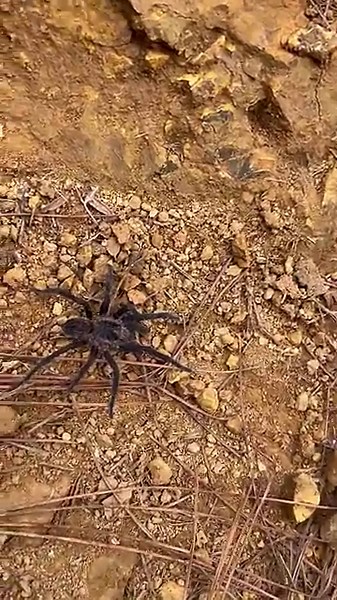 Hiking to Pico Duarte 4