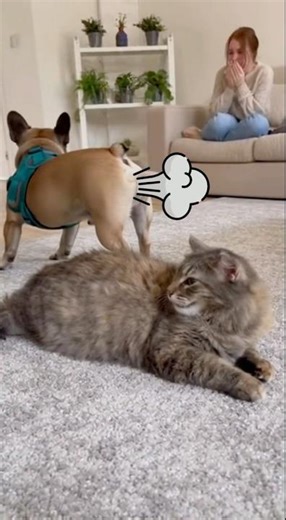 Cat’s face after the fart 😭💀 | Owner couldn’t stop laughing 😂🐶🐱