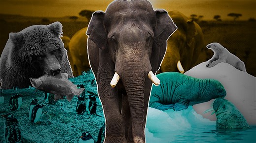 Our Planet II: Scenes That Have Never Been Captured Before