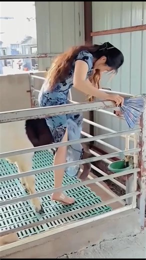 Funny animals videos #funny #animals #shorts #video