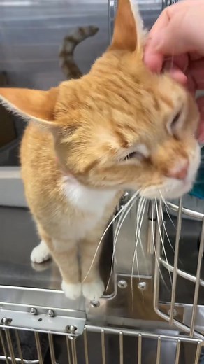 234K views · 5.4K reactions | Kaley - 5 Years 李 #cat #catlover #fblifestyle #cats #pet | catsbymatt | Facebook