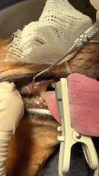 Dental disease in a dachshund dog. Bad teeth are exceedingly common in this breed.