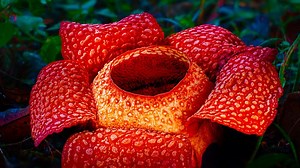 The Green Planet episode 1 - HDclump -