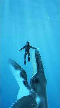 What If a Whale Swallow You?