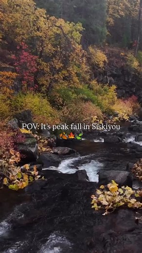1.7K views · 49 reactions |  Peak fall vibes are here in Siskiyou! From fiery mountain trails to golden riversides, the colors are putting on their best show. Don’t miss your chance to see nature’s grand finale before winter rolls in! ✨ #DiscoverSiskiyou #Fall #fallcolor #PeakFallColors #visitcalifornia #mccloudriver #norcal #pnw | Discover Siskiyou | Facebook