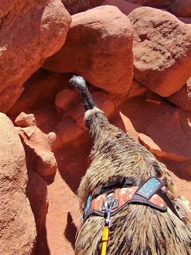 Looking for the Children #emu #Dennistheemu #petsoftikto #pets | pet emu