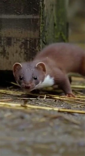 Brave Duck Fights Weasel to Protect Injured Chicken