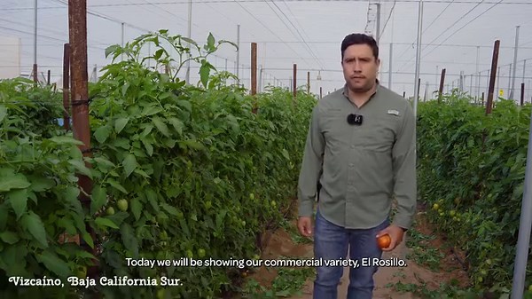 ¡Conoce más sobre #ElRosilloF1! Nuestro nuevo tomate de alto valor con precocidad y firmeza, que cuenta con amplia adaptación a las distintas zonas productoras del país, gracias a su versatilidad a diferentes climas y manejos. Descubre las principales característica de esta variedad de Distribución Exclusiva con #KeithlyWilliams en el siguiente video: . . #hmclauseméxico | Semillas HM Clause México