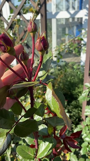 Exploring the Beauty of Blooming Rose Buds in Nature