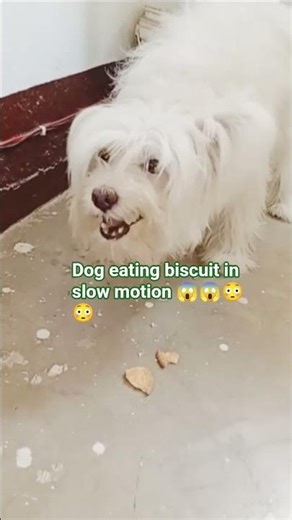 Dog eating biscuit in slow motion 😱😱😳 #shorts #dog #shortvideo