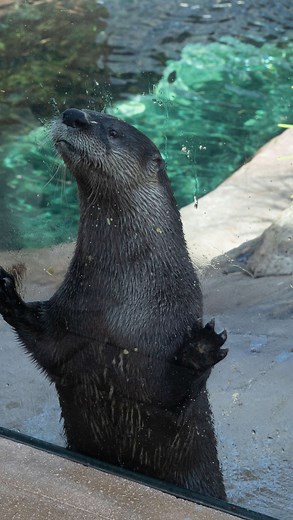 8.9K views · 296 reactions | Here’s a freaky fact ➡️ North American...