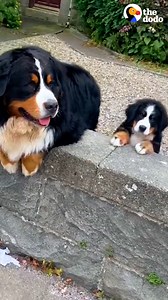 3.4M views · 157K reactions | Family dog gets a Mini Me brother who copies everything he does — even now that he's full grown  | The Dodo | Facebook