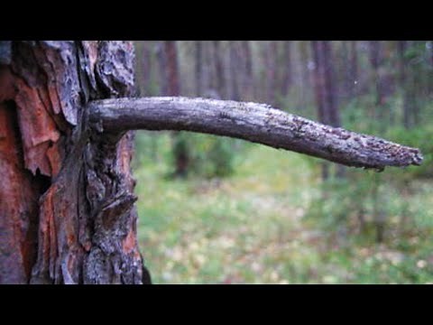 The Science of Morning Wood