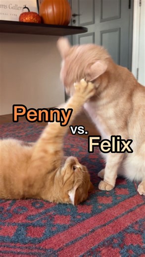 skippity paps are back | Penny the Ginger Cat