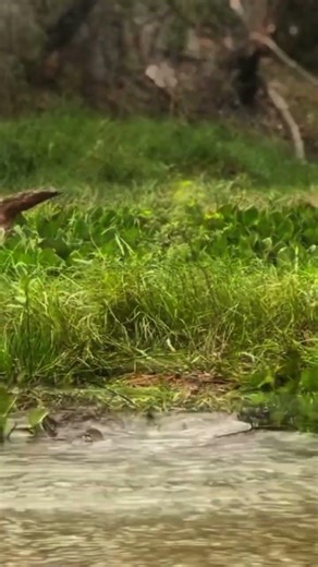 leopard vs crocodile‼️#animals #leopard #crocodile