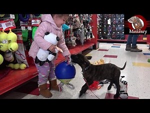 Bringing Home My Malinois/Dutch Shepherd Puppy