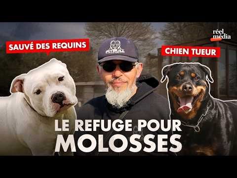 This former bank robber is giving "dangerous" dogs a second chance