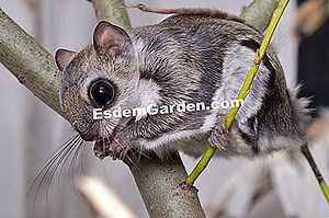 Японска билка, Hakonechloa macra: отглеждане, сортове 🌿 Информация За Градинарство И Озеленяване - 2025