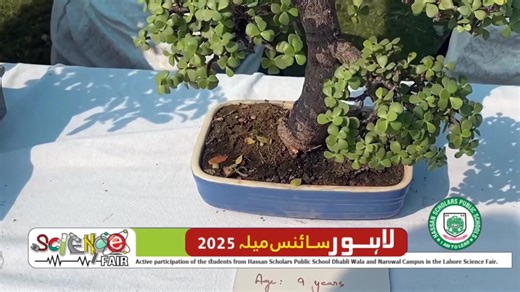 2.1K views · 29 reactions | Bonsai is the art of growing small trees...