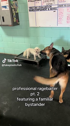 Understanding Dog Behavior Corrections