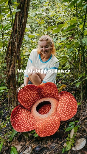 Chris & Bec | Adventure Travel on Instagram: "Follow for more 🌺🐯 Worlds biggest flower - Rafflesia Arnoldii AKA corpse flower 💩 📍 West Sumatra, INDONESIA Found in Sumatra not many other places in the world 😱 We told the locals we were keen to see it and then they started showing us videos of tigers spotted nearby 😅 How to see it for yourself 👀: ✈️ Fly into Padang and get a driver to Bukittinggi. 🌿 Batang Palupuh Nature Reserve is near where they are found but you must have a guide as the