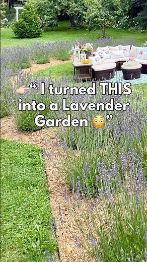 👉🏻 “ I turned my backyard into a lavender garden…..😳💜”