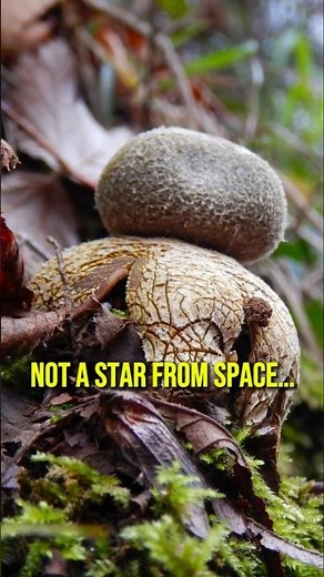 Earthstar Fungus: Nature’s Exploding Star