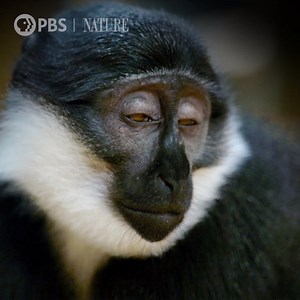 Caption this! Don't miss your last chance to stream "Primates: Family Matters" here: https://to.pbs.org/3g4gpjr #Nature #Primates #Animals #Wildlife | Nature | PBS
