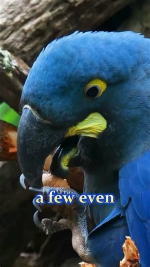 Top Amazing Parrot Facts You Never Knew