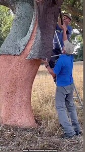 224K views · 913 reactions | Cork Oak Tree | Gyan Ki Baaten | Facebook