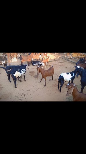22K views · 684 reactions | Goat Farming | Goat Land Farms | Facebook