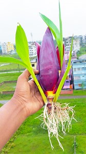 How to grow banana plant from banana blossom || Tips & tricks in this video #fy #short #trending #tiktok #s #fypシ #gardening #highlights #reels #foryouシ #foryoupageシ | Amd MultiMedia