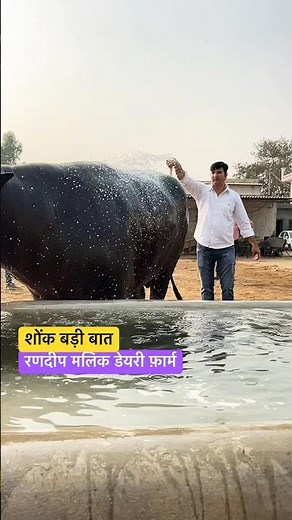 रणदीप मलिक डेयरी फ़ार्म #buffalo #dairyfarm #murrah #farming #viral #trending #shortvideo