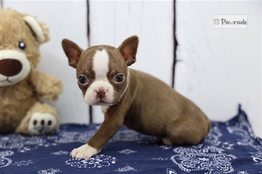 Finley - Boston Terrier Puppy 6DAE4C