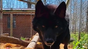 'Aggressive' wolf dog meets a good human and here's how he reacted We interviewed Arctic Fox Daily Wildlife Rescue, Inc. for this video produced exclusively by GeoBeats. | GeoBeats Animals