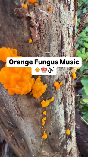 PlantWave on Instagram: "Have you ever seen an orange fungus like this? 🍊🍄 While fungi can’t ‘sing,’ their electrical signals can be translated into music with PlantWave. 🌿✨ Hear music from this vibrant organism, created by its varying electrical resistance. 🎶 It’s not the fungus itself, but a musical interpretation of its biorhythms. What kind of song do you think nature is playing here? 🧐🎵 Get yours today at plantwave.com #plantwave #mushroommusi