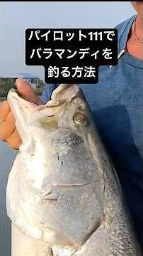 How to catch barramundi at Pilot 111 (This worked 7 years ago, but I wonder if it still does?)