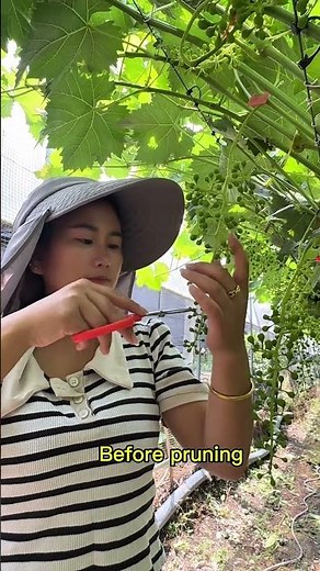 How to Prune Grapes 🍇 for Maximum Growth | Easy Vineyard Pruning Guide#pruning #stysifiying