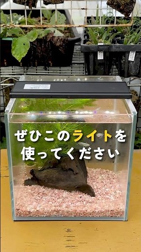 メダカを屋内飼育するならこのライトを使ってください #チャーム #アクアリウム #生き物 #charm #メダカ