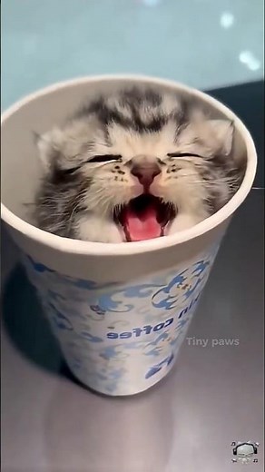 Baby Kittens 💕 cute cats 🍼🐱 #cats #catlover #cat
