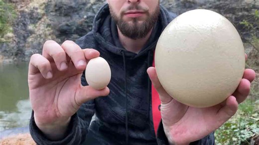 Juicy scrambled ostrich egg with meat