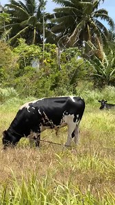 No crowds. Just unspoiled natural beauty & wide open beaches. Fly from HNL to Rarotonga, Cook Islands with Hawaiian Airlines. | Cook Islands