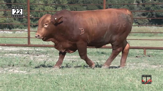 12K views · 284 reactions | SALE UPDATE: MORE BULLS ADDED! You read that correctly, we are adding more bulls to the sale on October 18th! We will be adding more bulls to help our buyers get the bulls they need in an affordable price range. Stay tuned for a complete list and videos of the new additions! https://beefmasterbullsale.com/texas-sale/ | Beefmaster Bull Sale | Facebook
