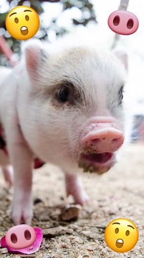 1.2K views | #zooanimals #awsfz #snakefarm | Animal World & Snake Farm Zoo | Facebook