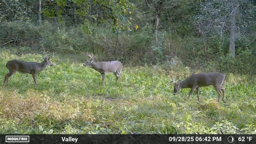 Moultrie Products on Reels