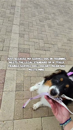 Just because my service dog in training meets the legal definition of a “fully trained service dog”… doesn’t mean she meets mine. And that statement alone makes some people uncomfortable. According to the ADA, “Service animals are defined as dogs that are individually trained to do work or perform tasks for people with disabilities.” That’s it. That’s the baseline. The ADA also requires that a service dog: • Be under the control of its handler • Be harnessed, leashed, or tethered (unless the dis