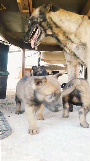 Cachorros Pastor Belga Malinois de un mes de edad.