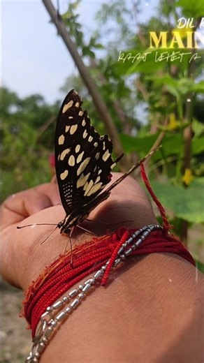 Butterfly 🦋 Lovers💏 Song 🎶