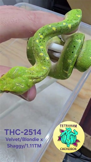THC2514 Green Tree Python Juvenile Calico Line X Blue Line Male